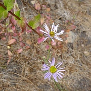 erigeron foliosus